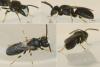 Hylaeus pictipes